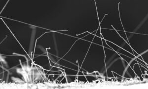 Makroaufnahme feiner drahtartiger Metallstrukturen die aus einer Oberfläche herauswachsen und sich unregelmäßig kreuzen. Das Bild veranschaulicht Zink Whisker als mikroskopische Auswüchse die in technischen und elektronischen Anwendungen Risiken für Kurzschlüsse und Materialversagen darstellen.